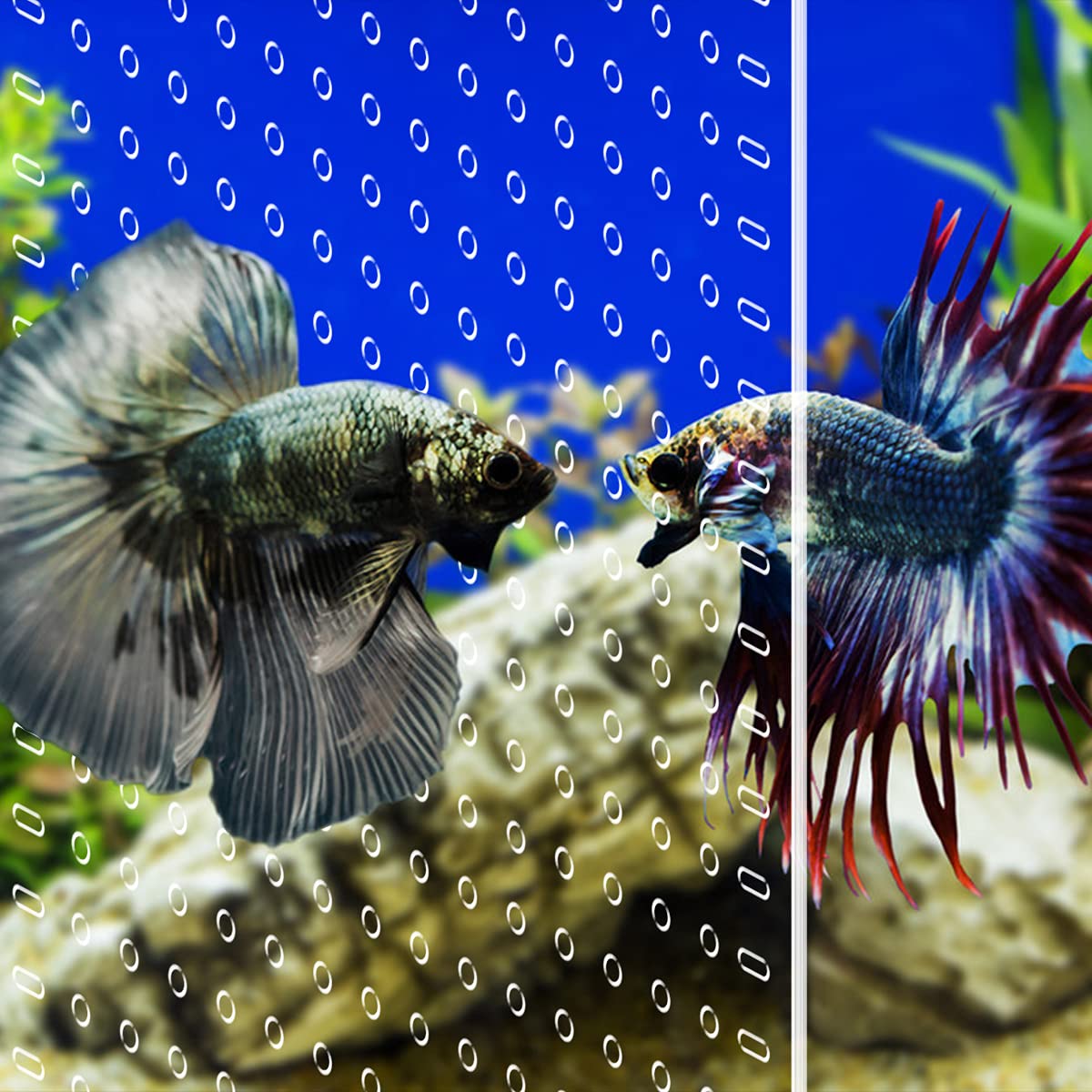 Clear Aquarium Divider A75981